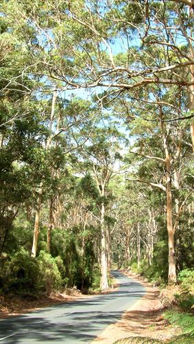 Karri Trees, Shannon, WA. 